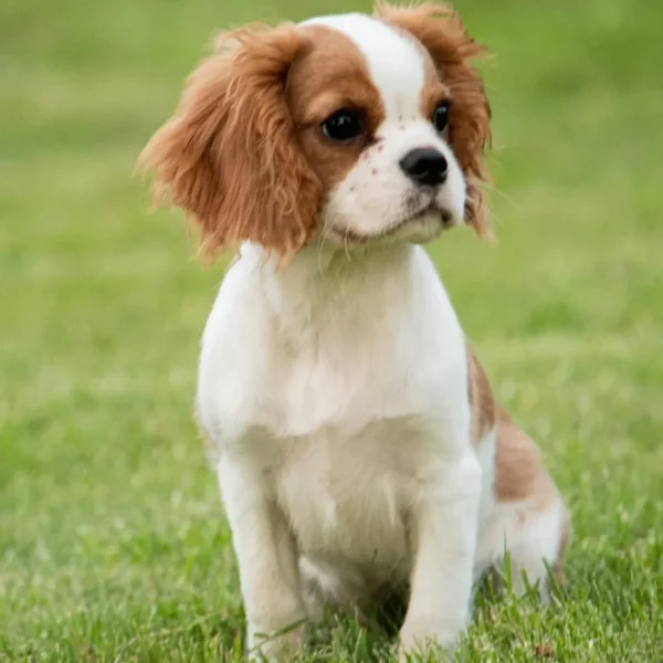 Ajuda para custear o lindo doguinho do casal